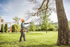 How Our Tree Care Process Works  in  Uniontown, PA