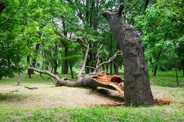 Reliable Uniontown, PA Tree Care Solutions